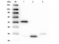 Anti-Rabbit IgG (H&L)  Pre-Adsorbed Secondary Antibody